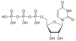 Illustrativt billede af artiklen Uridintrifosfat