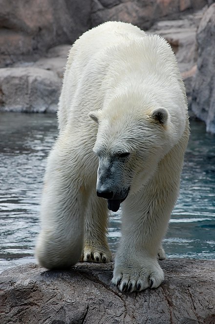 6600 Download Gambar Hewan Beruang Kutub Terbaru