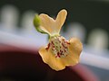 Utricularia fulva flower
