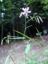 Prenanthes purpurea