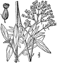 Valeriana Uliginosa