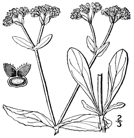 Valerianella umbilicata BB-1913.png