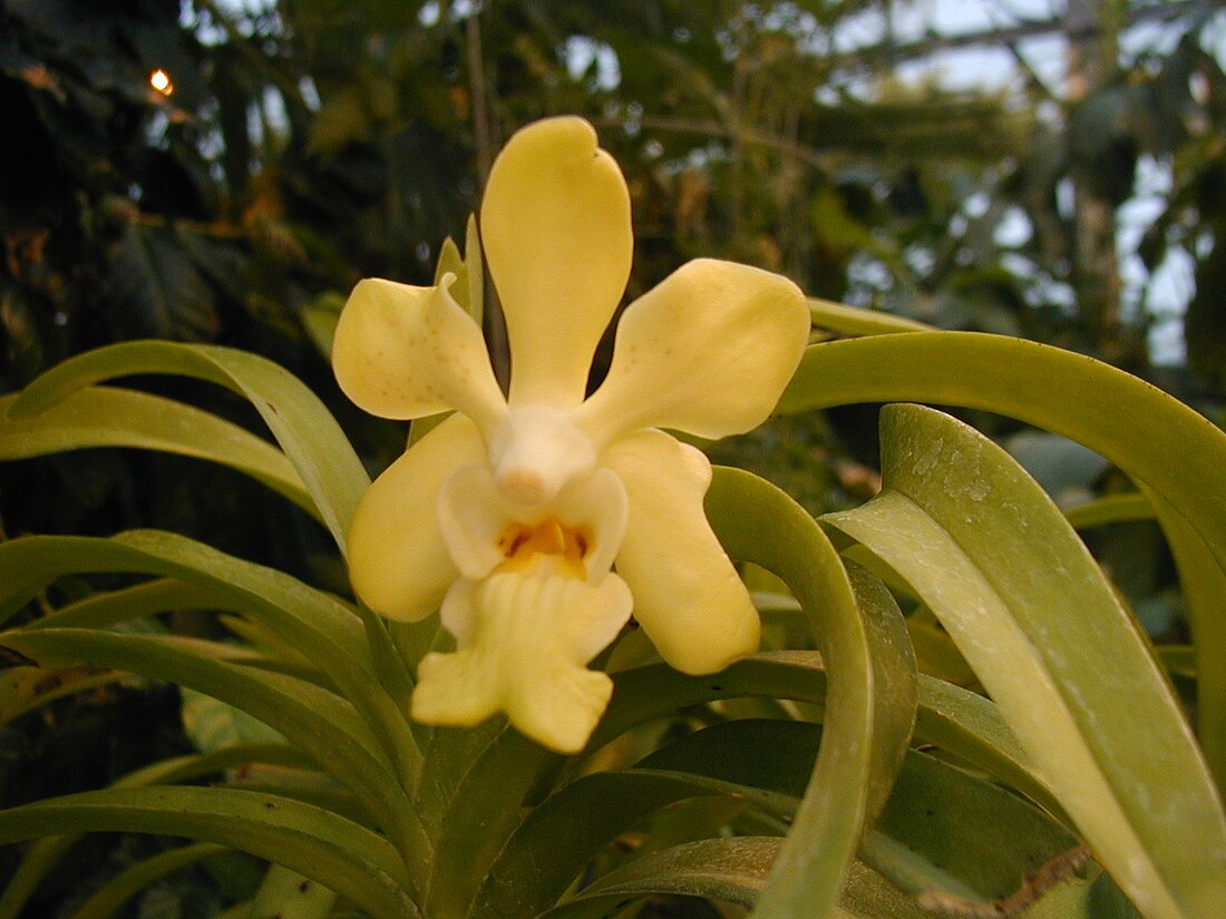 Vanda