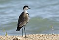 * Nomination: Spur-winged Lapwing (Vanellus spinosus) in Göksu Delta. Silifke - Mersin, Turkey. by User:Zcebeci --Hangman'sDeath 10:38, 22 July 2020 (UTC) * * Review needed