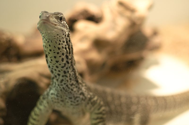 File:Varanus gouldii horni - closeup.jpg