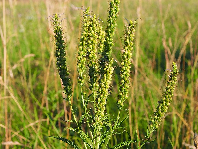 File:Veronica longifolia Przetacznik długolistny 2020-07-12 07.jpg