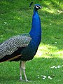 Vibrant plumage! (540158169).jpg