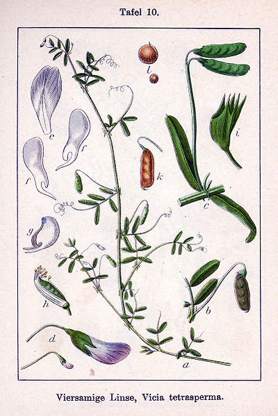 File:Vicia tetrasperma Sturm10.jpg