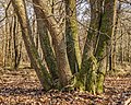 Vierhouterbos (Staatsbosbeheer). Natuurbos bij Vierhouten. (meerstammige boom).