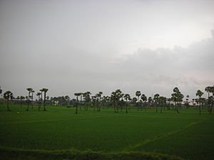 Ladang di Mandapeta.