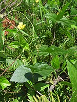 Habitus, Laubblätter und Blütenstand von Vigna angularis var. nipponensis im Habitat in Korea