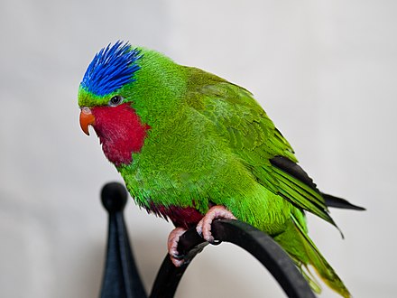 The Blue-crowned lorikeet is the only parrot found in American Samoa.
