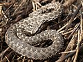 Steppenotter (Vipera renardi)