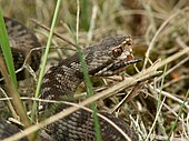 Jeune vipère péliade en train d'avaler un lézard vivipare.