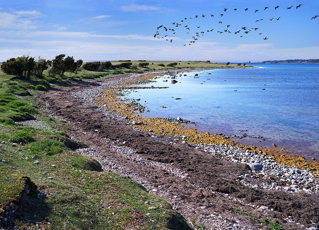 Birds and a stone beach at Vivesholm nature reserve, Gotland. Photograph: Måns Hagberg (CC BY-SA 4.0)