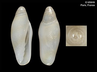 <i>Volvarina brunoi</i> Species of gastropod