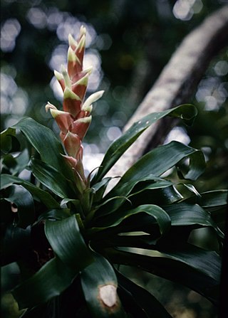 <i>Tillandsia heliconioides</i> Species of flowering plant