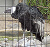 Vultur gryphus01.jpg