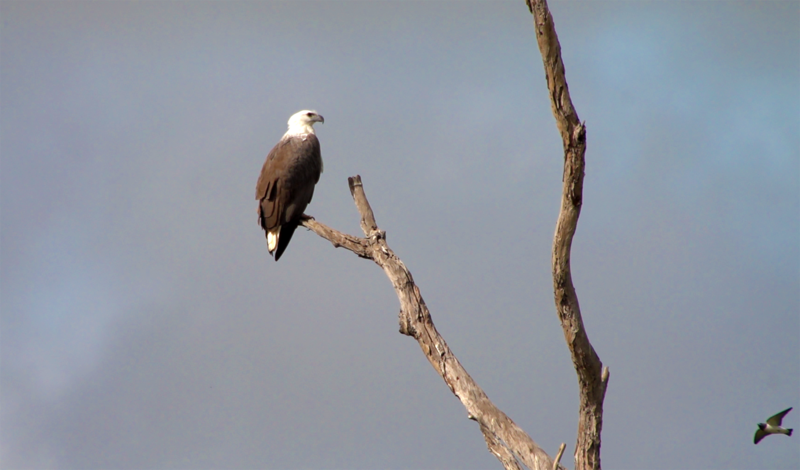 File:WHITE-BELLIED SEA EAGLE - Haliaeetus leucogaster.tif