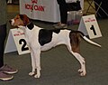 Treeing Walker Coonhound