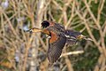 * Nomination Wandering whistling-ducks (Dendrocygna arcuata australis) --Charlesjsharp 11:12, 2 March 2024 (UTC) * Promotion  Support Good quality. --Ermell 20:08, 8 March 2024 (UTC)