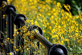 Wayside flora takes over the railing