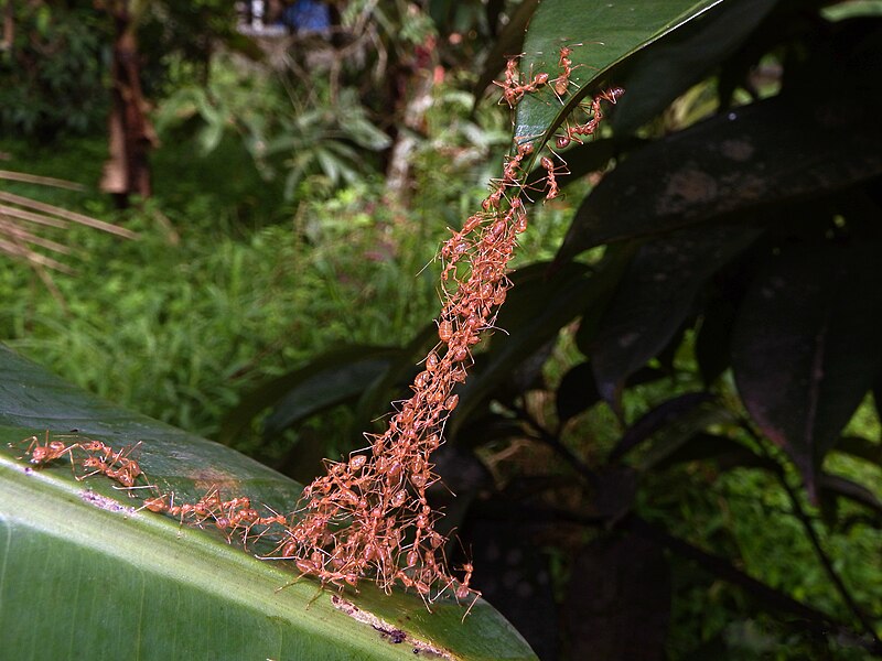 File:Weaver Ants - Oecophylla smaragdina.jpg