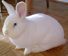 Un lapin blanc. Même remarque que pour le canard blanc. Et Génétique de coloration de la robe chez le lapin ne parle pas de leucisme...