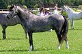 Lors d'un concours de modèle et allures, un poney gris est arrêté de profil gauche.