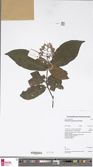 <i>Wendlandia basistaminea</i> Species of flowering plant