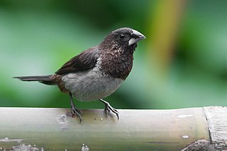 <span class="mw-page-title-main">White-rumped munia</span> Species of bird
