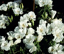 'White Bouquet'