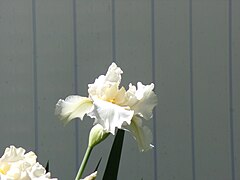 White Iris flower.jpg