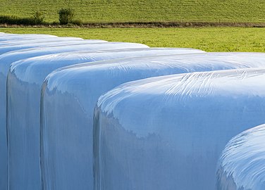 White silage bales in Brastad