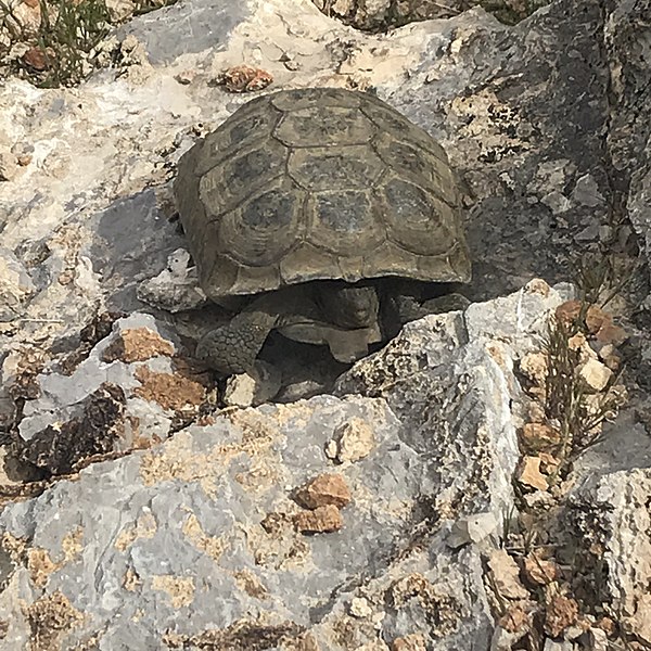 File:Wild desert tortoise at Red Rock National Conservation Area.jpg