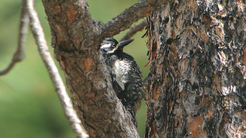 File:Williamson's Sapsucker (male) (14421466300).jpg