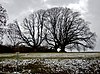 Winter linden trees in Schafhausen, planted around 1650 - panoramio.jpg