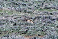 OR-7 in Modoc County (2012) Wolf-OR7-DFG-Shinn.jpg