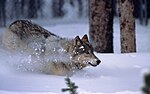 Miniatura per Canis lupus occidentalis/Calabbrisi-Parmi