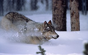 Yellowstone wolf running in snow in Crystal Cr...
