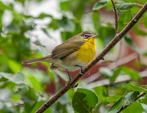 Yellow-breasted chat in Verizon Plaza, Manhattan