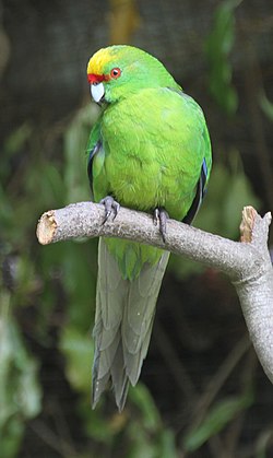 Yellow-crowned Parakeet (30868129103).jpg
