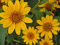 Yellow perennials