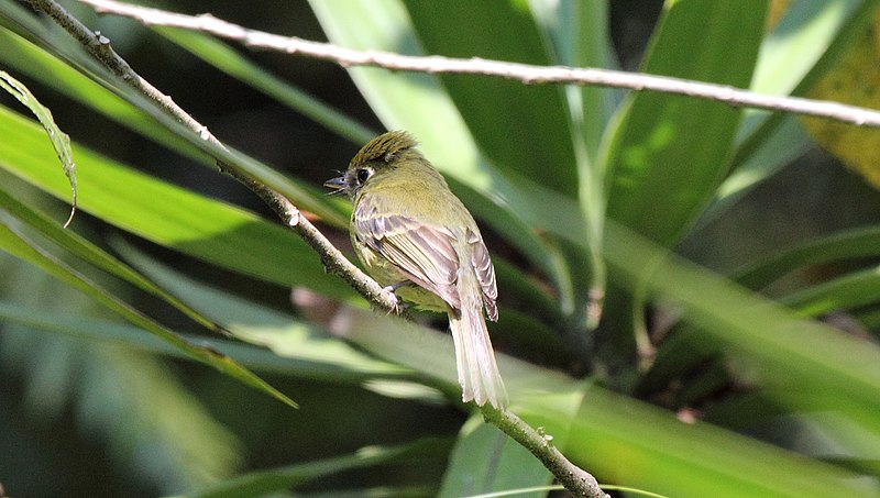 File:Yellowish Flycatcher (Empidonax flavescens) (5783813870).jpg