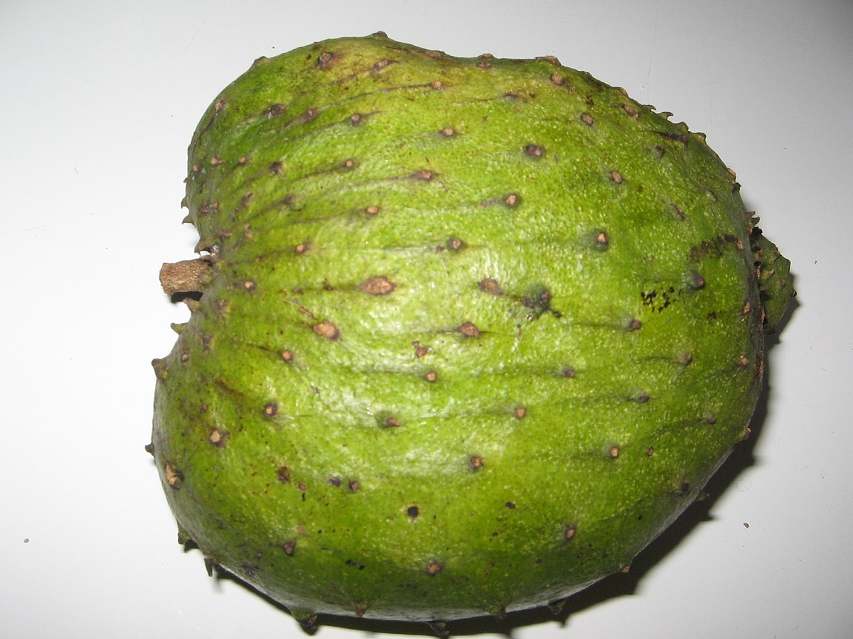  Durian belanda  Wikipedia Bahasa Melayu ensiklopedia bebas