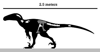 Skeleton reconstruction of Yurgovuchia