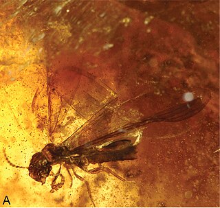 <i>Nanotermes</i> Extinct genus of termites