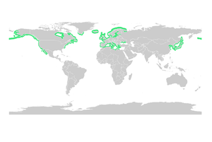 Zostera Marina