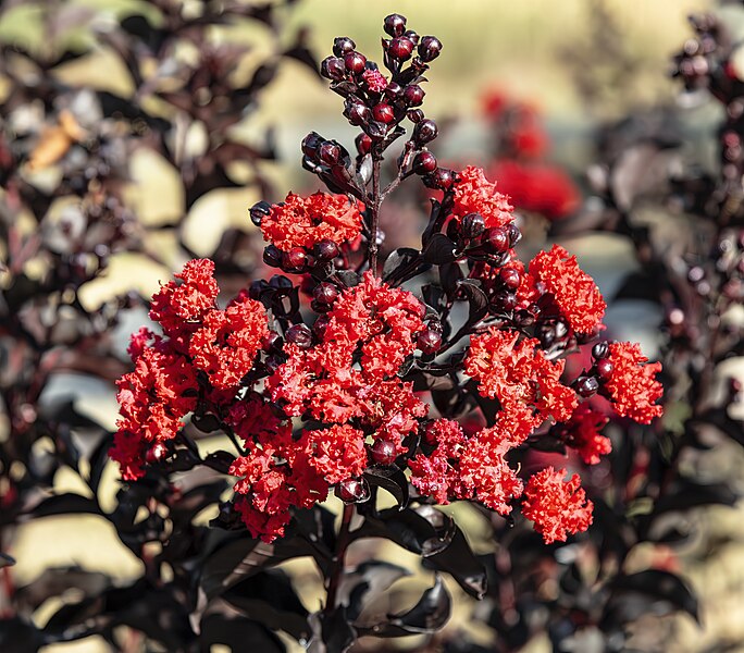 File:(MHNT) Lagerstroemia indica 'Crimson Red Black Diamond' jardins des Martels.jpg