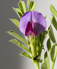 Vicia sativa